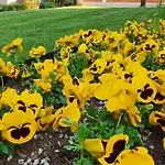 Groane
