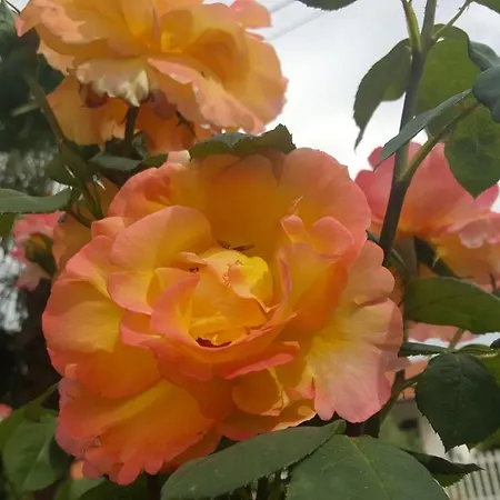 格伦尼住宿加早餐旅馆 3* Cogliate